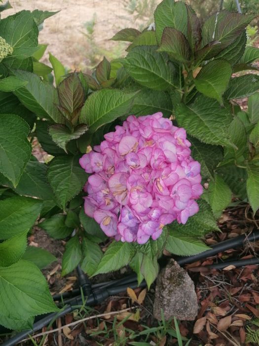Casa de Férias, turismo de montanha em plena natureza