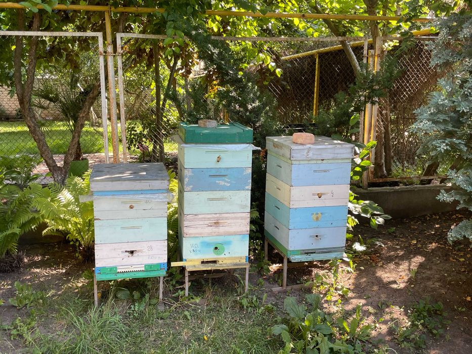 Продаж бджолосімей з вуликами