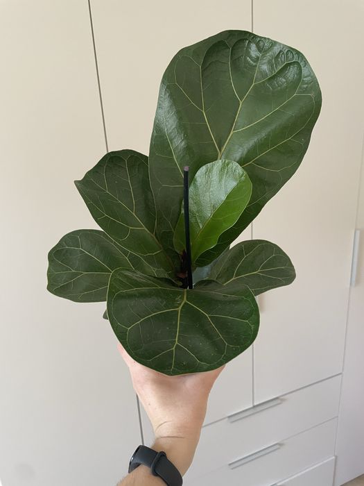 Лірата фікус бамбіно