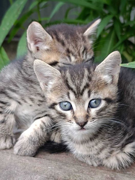 Кошенята безкоштовно