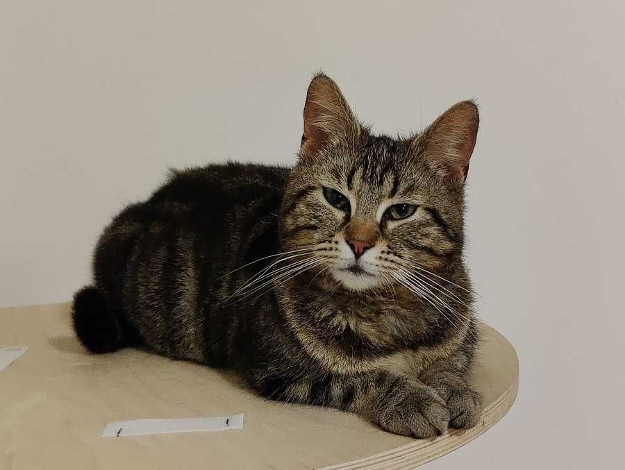 Kotka do adopcji WICUSIA - 2 lata