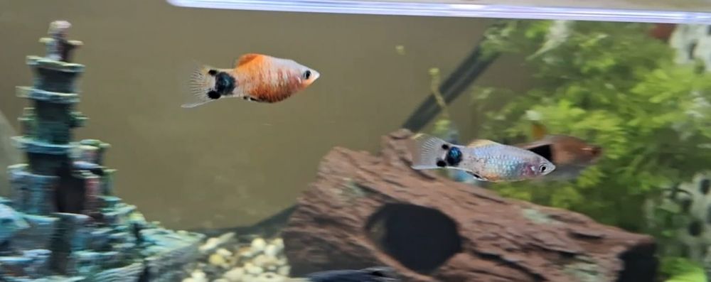 Peixe Platy Mickey Mouse