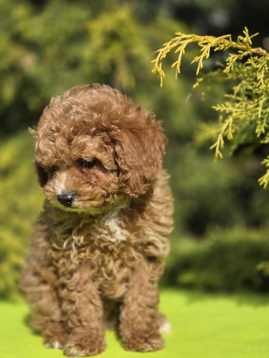 Cavapoo z certyfikatem i paszportem
