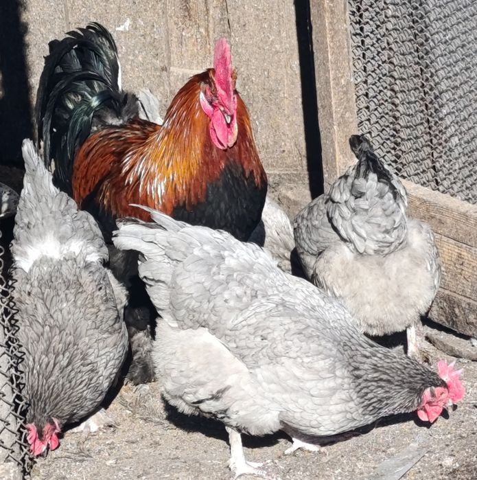 Маран голубо-мідний інкубаційне яйце