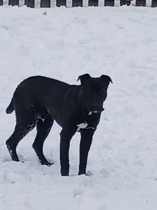 Віддам у хороші руки