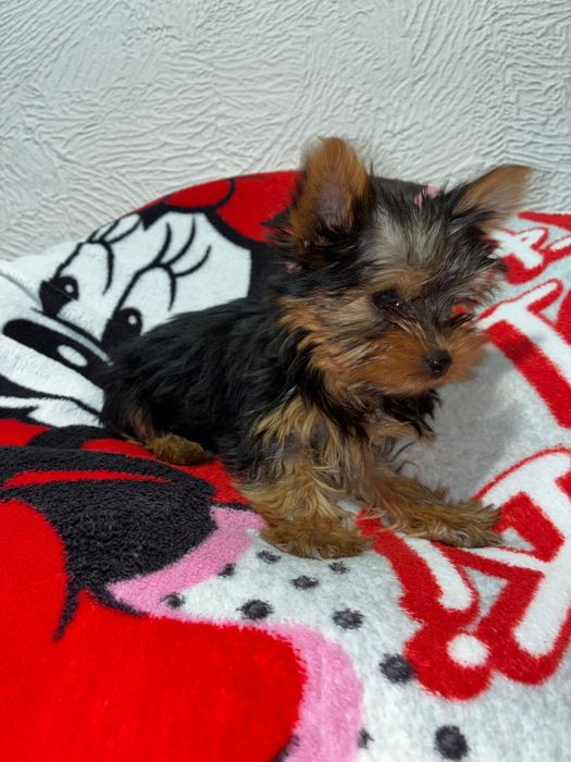 Yorkshire terrier suczka