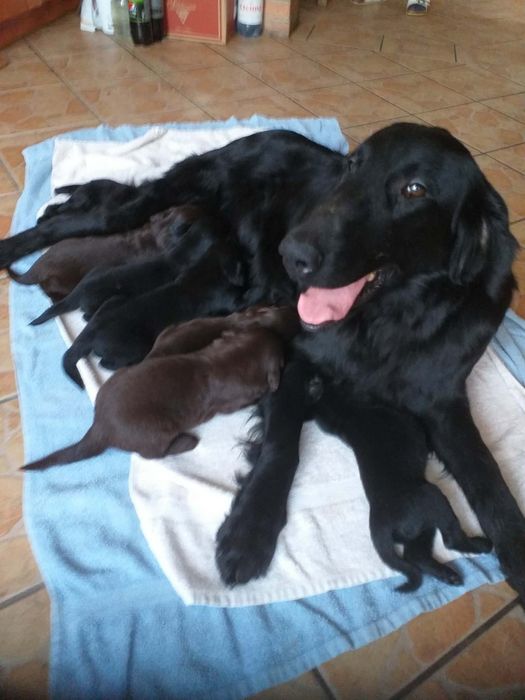 Flat Coated Retriever FCI
