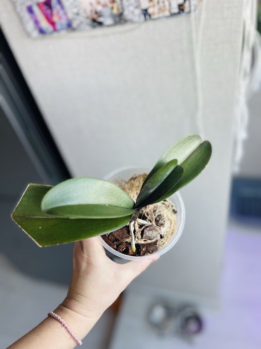 Фаленопсис , орхидея