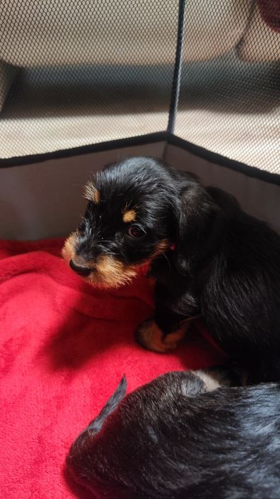 Jamnik szorstkowłosy