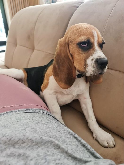 Beagle Tricolor - wybitne z rodowodem!