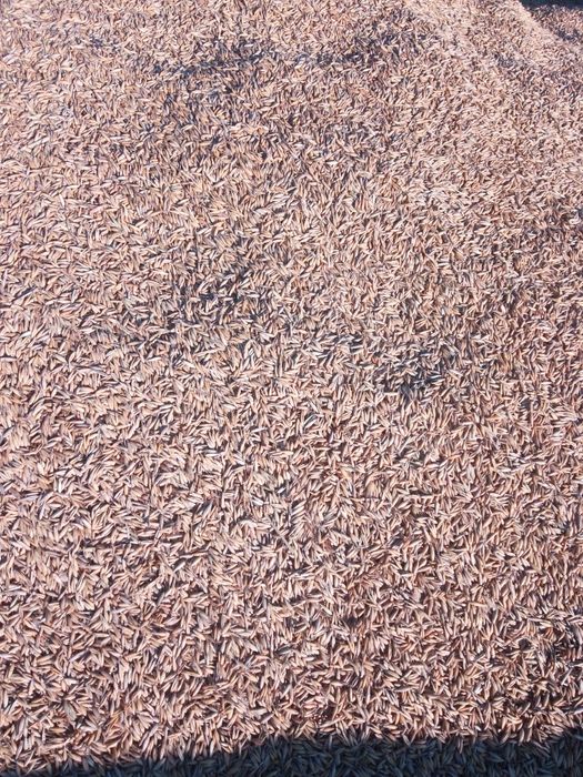 Sprzedam owies odmiana bingo.