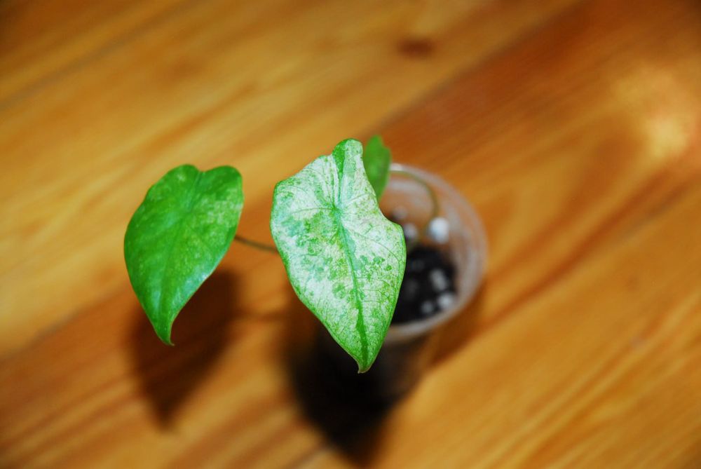 Alocasia Macrorrhiza Splash