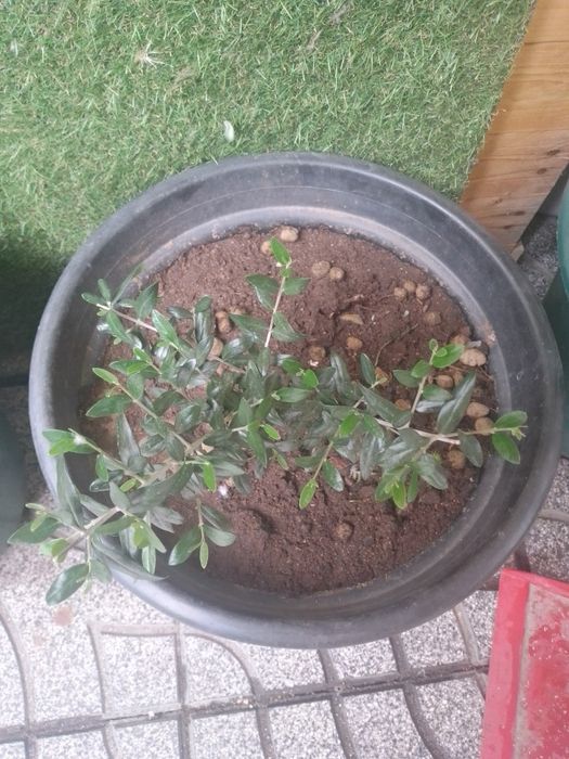 Oliveira em vaso, planta com cerca de  1 metro de altura