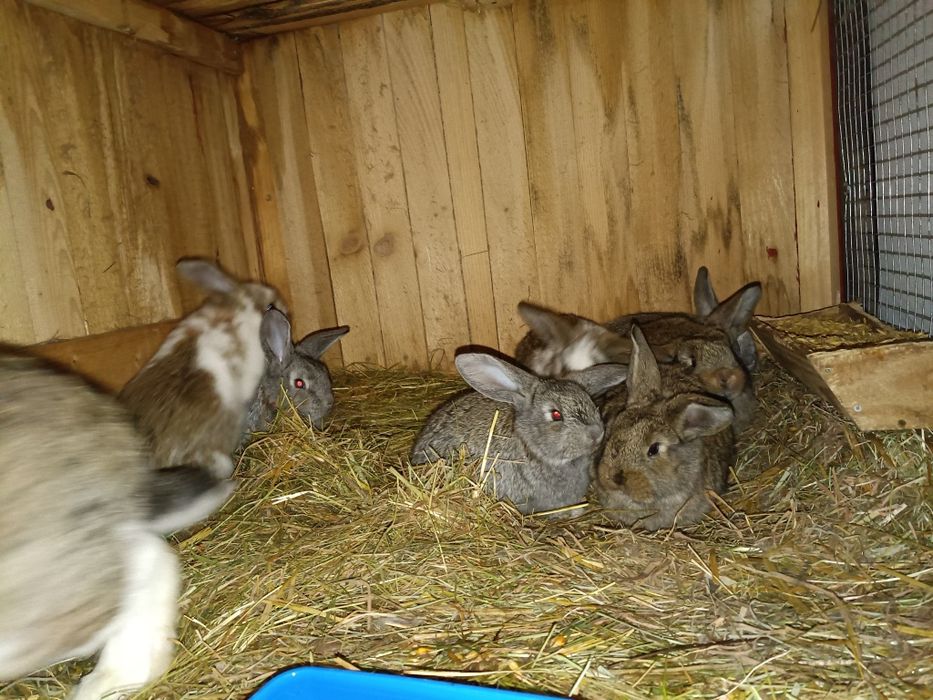 Sprzedam króliki