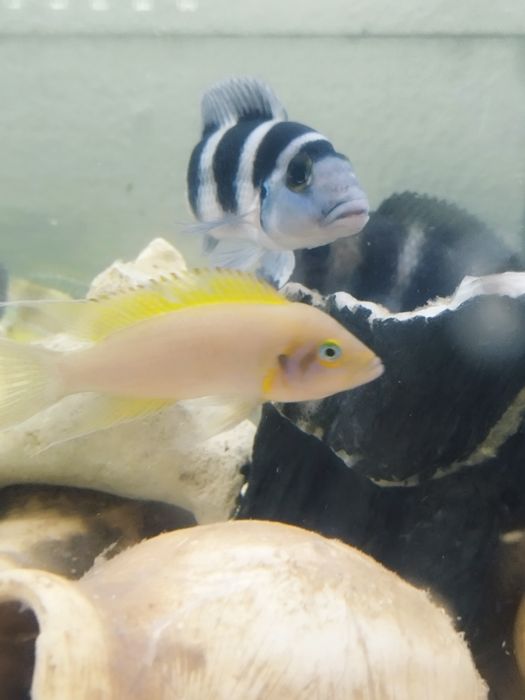 Neolamprologus daffodil tanganika 2