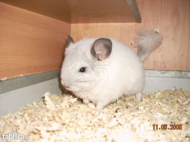 Szynszyle do hodowli i na hobby biały,beż,czarny,standard.