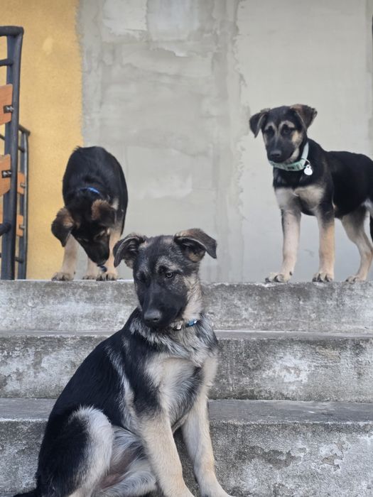Sunie w typie owczarka do adopcji!
