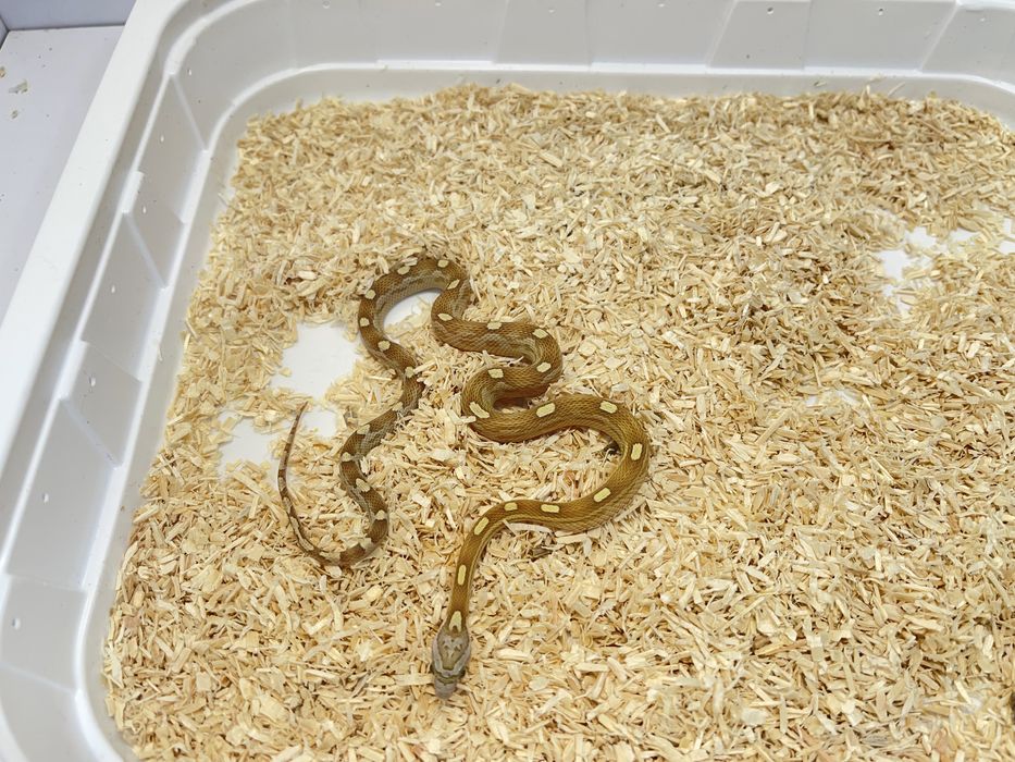 Wąż zbożowy węże zbozowe