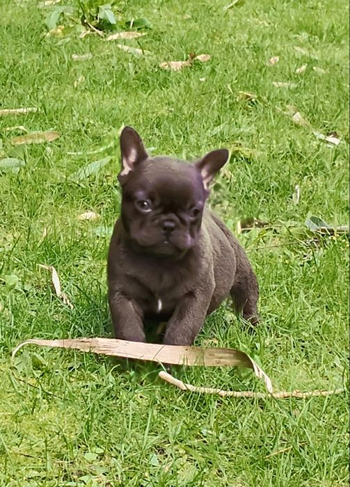 Bulldog Francês Chocolate, mesmo chocolate