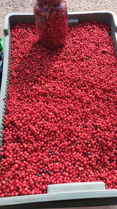 Брусніка (гогоци) 2025 рік