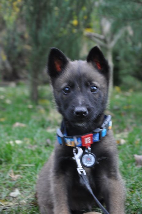 Готові до переїзду малінуа бельгійська вівчарка