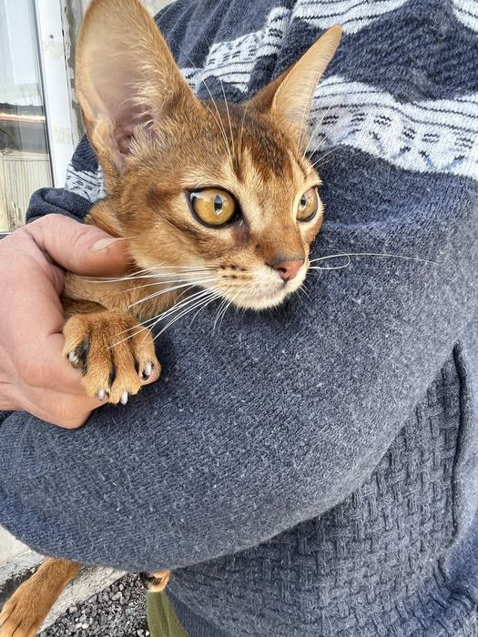 Абиссинский котик