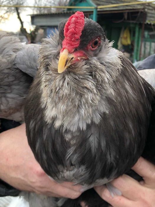 Інкубаційні яйця Амераукана