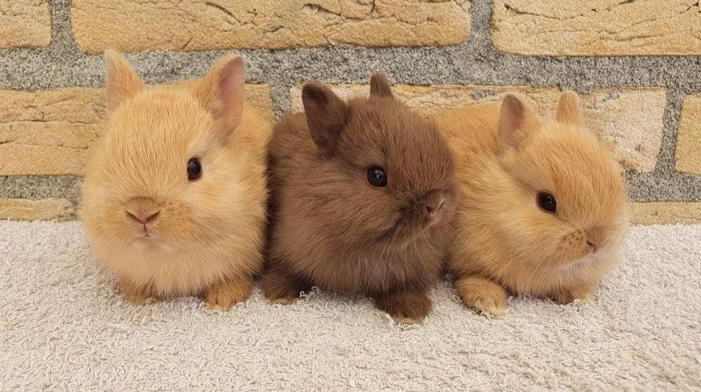 Coelhos anões angorá e minitoy, KIT completo