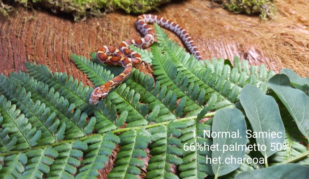 Waż zbożowy. Normal.Samce Samice