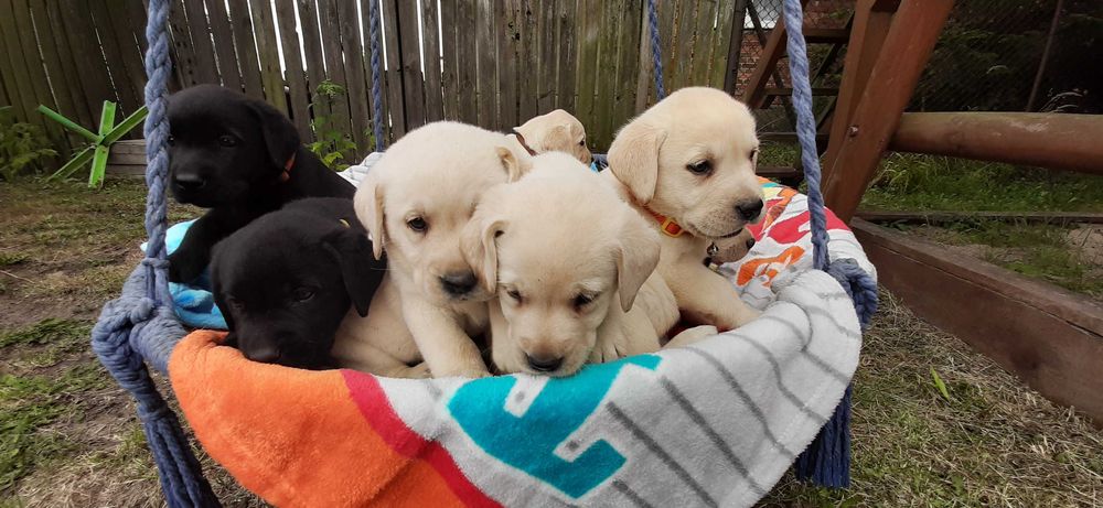 Labradory z rodowodem 4pokoleniowym biszkoptowe labrador retriever