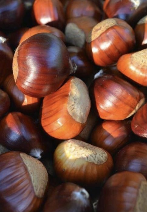 Castanhas na Guarda