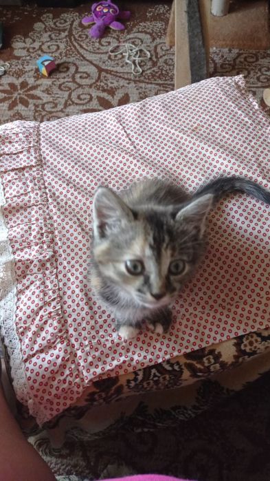 котеня в добрі руки