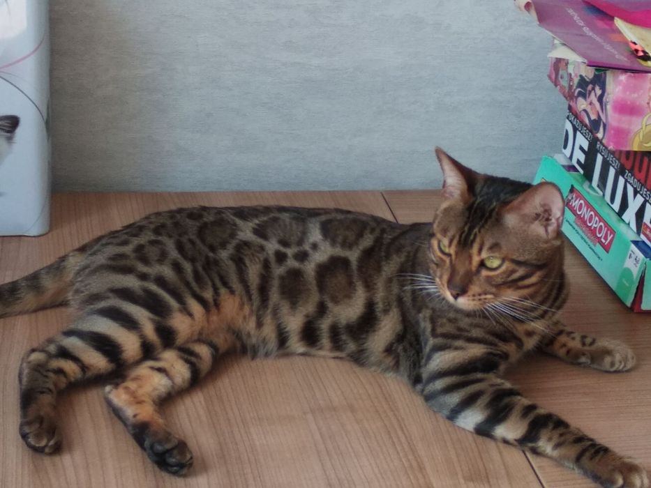 Вязка бенгал, бенгальский кот вязка, бенгальський кіт в'язка