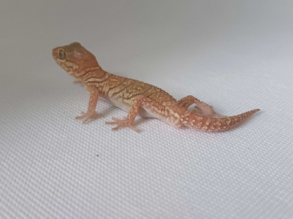 Gekon Madagaskarski nr ref. PP0209