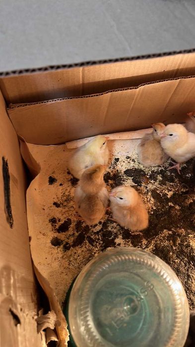 Продам домашніх курчат та гусенят