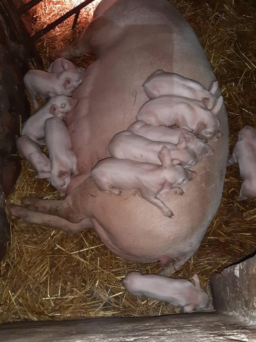 Posiadam prosieta 18 szt .