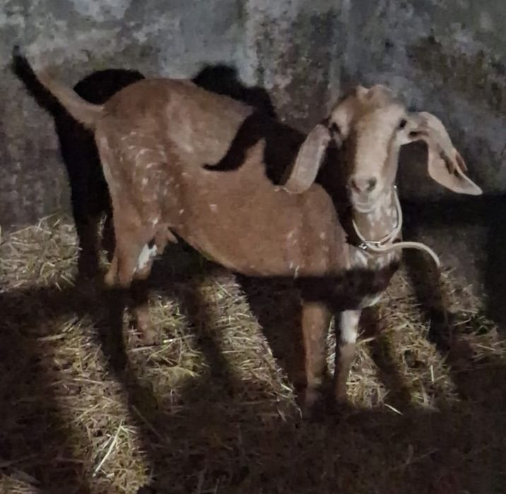 Cabra Anglo Nubiana