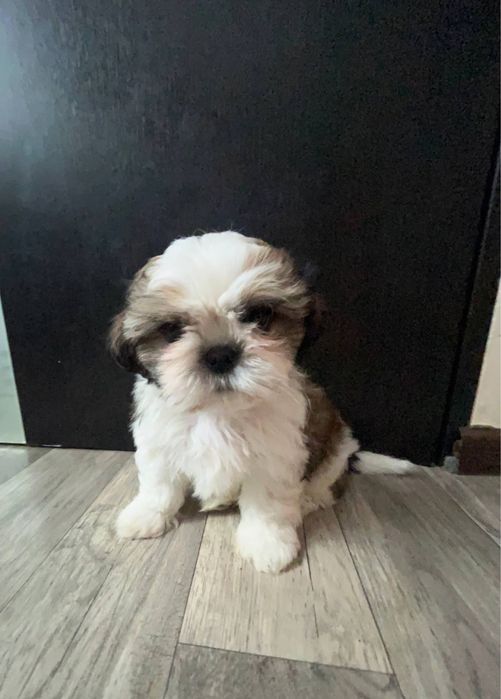 Продам цуценят ши-тцу (3 малюки) — готові до переїзду