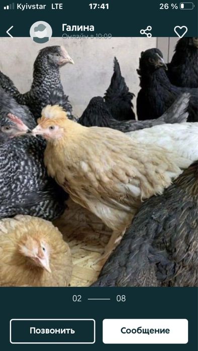 Продаються кури різних порід