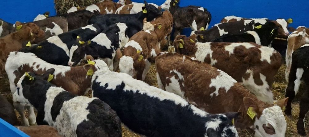 Skup Cieląt. Najwyższe ceny