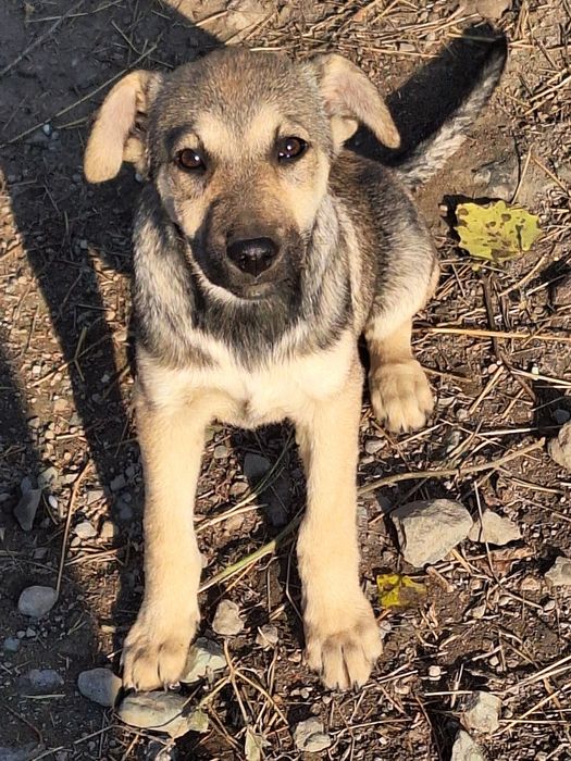 Шукають люблячі сім'ї,  маленькі цуценята.