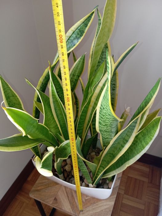 Planta + vaso raro