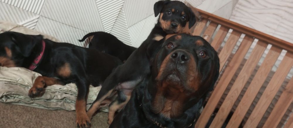 Щенки Ротвейлера