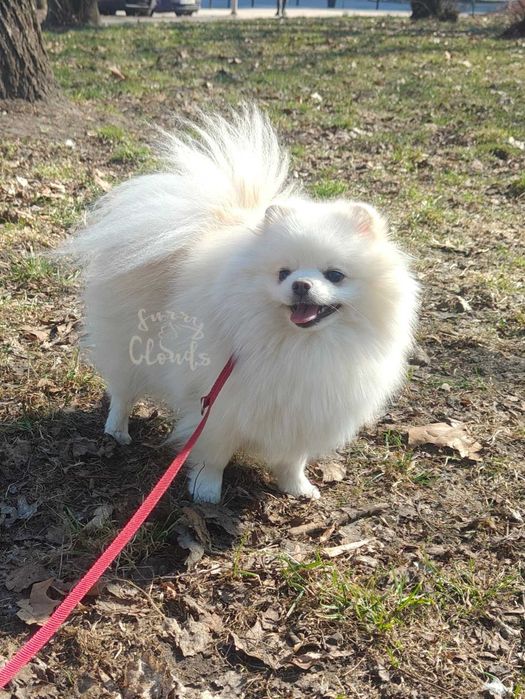 Pomeranian/Szpic miniaturowy ZKwP/FCI suczka