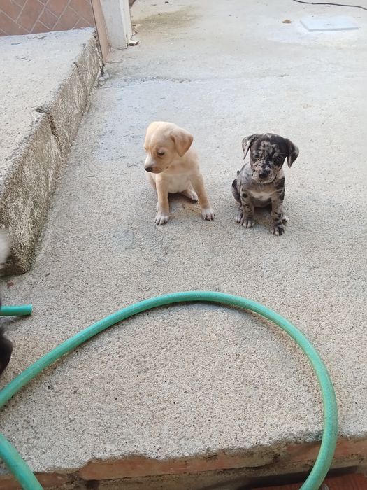 Animais para doação