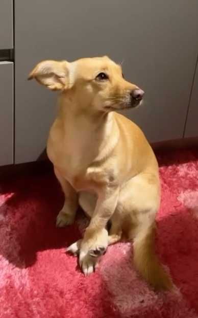 Cadela porte pequeno para adoção responsável