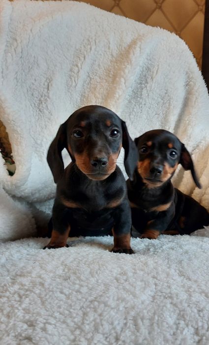 Jamnik Miniaturowy czarny