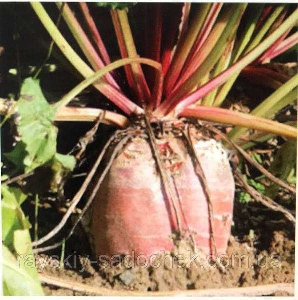 Продам насіння кормового буряку Київський рожевий еліта