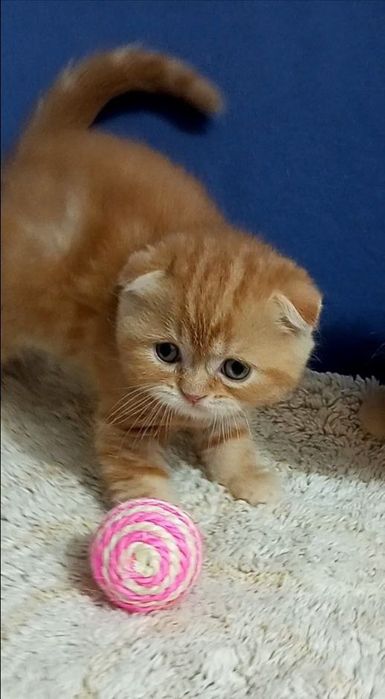 Котенок : Мраморная , рыжая лапушка .