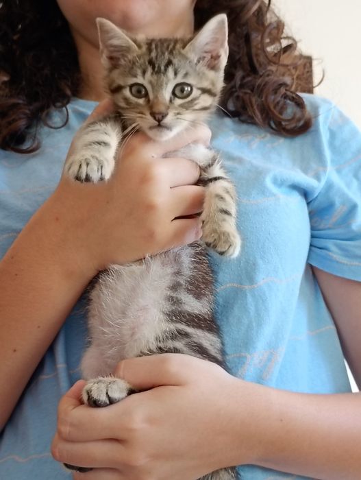 lindos gatinhos doa-se